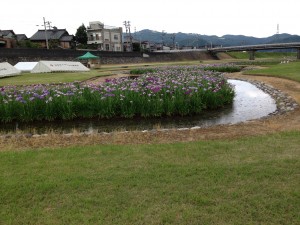 2013おやべ菖蒲祭り2