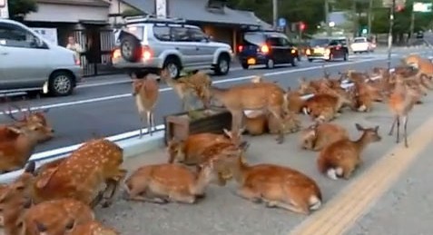 NHK総合を常に実況し続けるスレ 126725 川*´ω｀)©2ch.net	->画像>48枚 